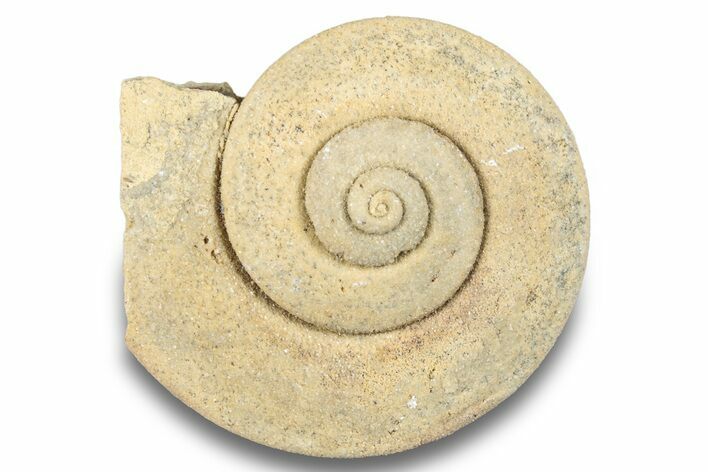 Ordovician Gastropod Fossil (Liospira) - Wisconsin #257213